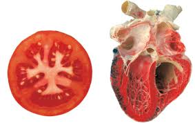 tomat ja süda 2