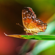 Suguhormoonide, sh testosterooni, tase hakkab vaikselt langema juba 30. eluaastate keskel, perimenopausi hormonaalsete lainetuste faasis kiireneb langus veelgi. Miks see teadmine oluline peaks olema? Aga sellepärast, et suguhormoonid mõjutavad kogu organismi, mitte ainult suguorganeid. Nad mängivad üliolulist rolli kogu kehas, k.a aju, lihaste, luude, naha, seedetrakti jms töös. See teadmine aitab meil võtta tempot maha [&hellip;]