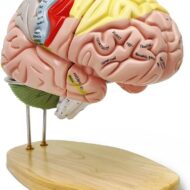 Me kõik unistame kiiremast taibust, paremast mälust ja kõrgest akadeemilisest võimekusest. Ometi kurdavad nii paljud tänapäeval ajuhägu, kontsentratsioonihäirete ja meeleolumuutuste üle. Kas oled kursis, kuidas oma mõtteselgust ja ajupotentsiaali kõige tõhusamal moel toetada? Loengus räägime: Üks, mis kindel: Ei ole võimalik, et muidu hästi toimivas organismis läheks ühel hetkel viletsaks mälu, kaoks mõtteselgus või vallanduksid [&hellip;]