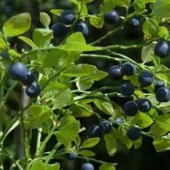 Vaccinium myrtillus ja Vaccinium vitis-idaea on turvalisim ja efektiivseim moodus vaktsineerida end erinevate krooniliste haiguste ja infektsioonide vastu! Mõlemad annavad pikaajalise ja täisväärtusliku kaitse, toovad puna põsile ja naeratuse näole. Uuringud on sedastanud, et Vacciniumid aitavad ennetada südame-veresoonkonna haiguseid, II tüübi diabeeti, kognitiivse funktsiooni langust ja soolestiku probleeme. Vaccinium myrtilluse ja Vaccinium vitis-idaeaga end vaktsineerides [&hellip;]